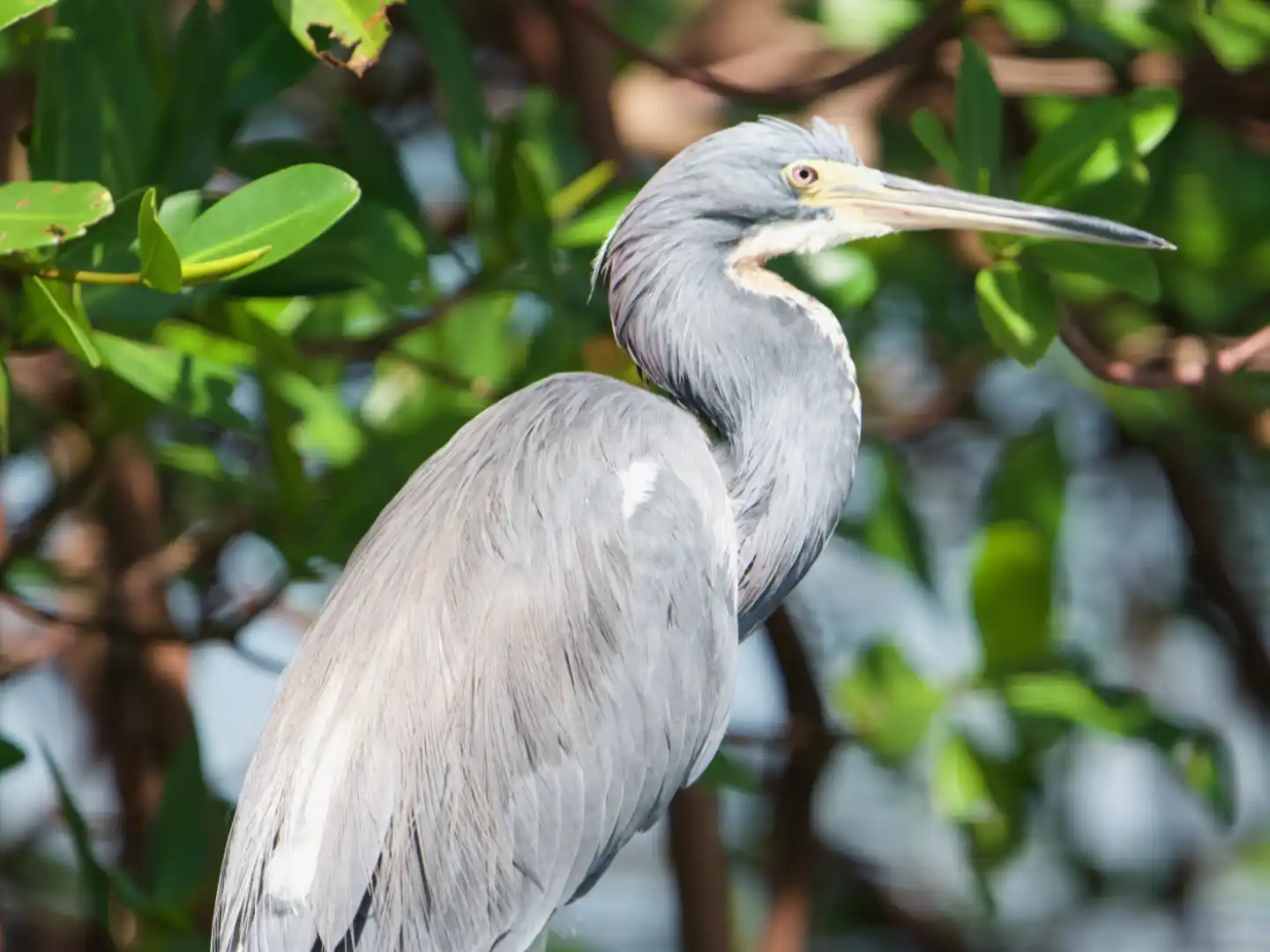 Guide in mangroves