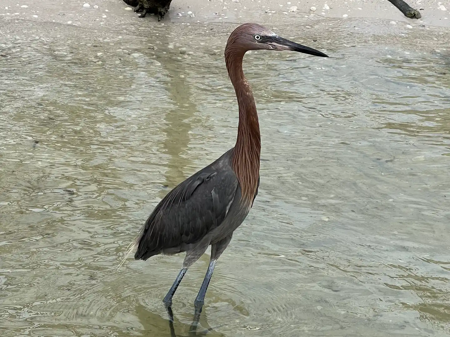 Reddish Egret