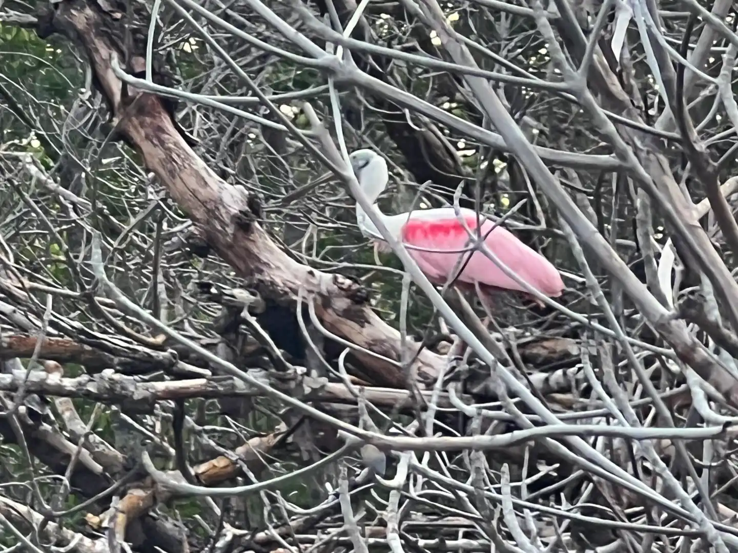 Roseate Spoonbill in mangroves