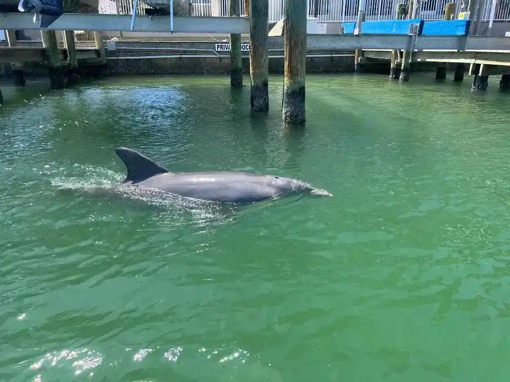 Dolphin hunting