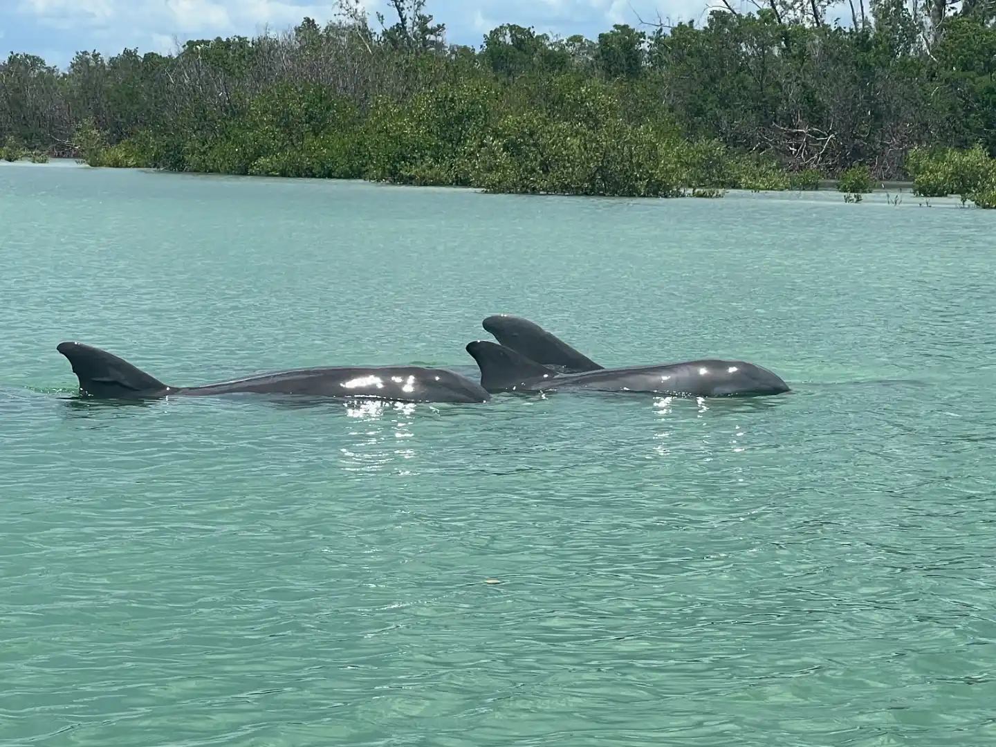 Dolphin pod hunting