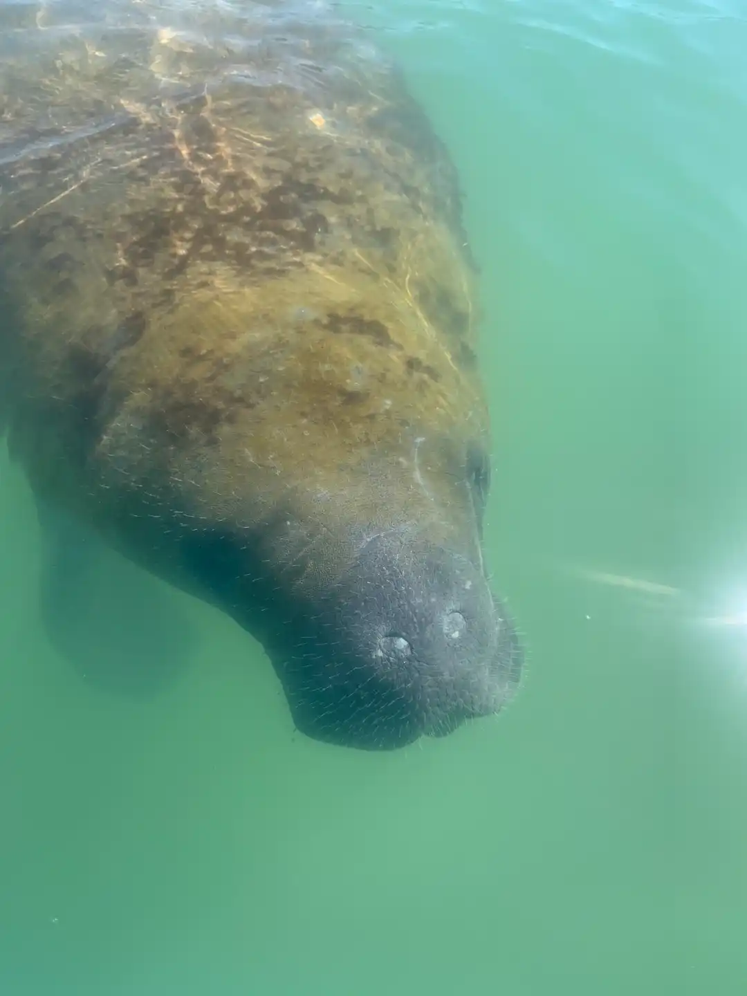 Curious manatee