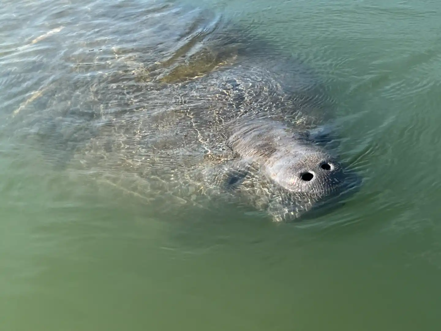 Manatee saying hello