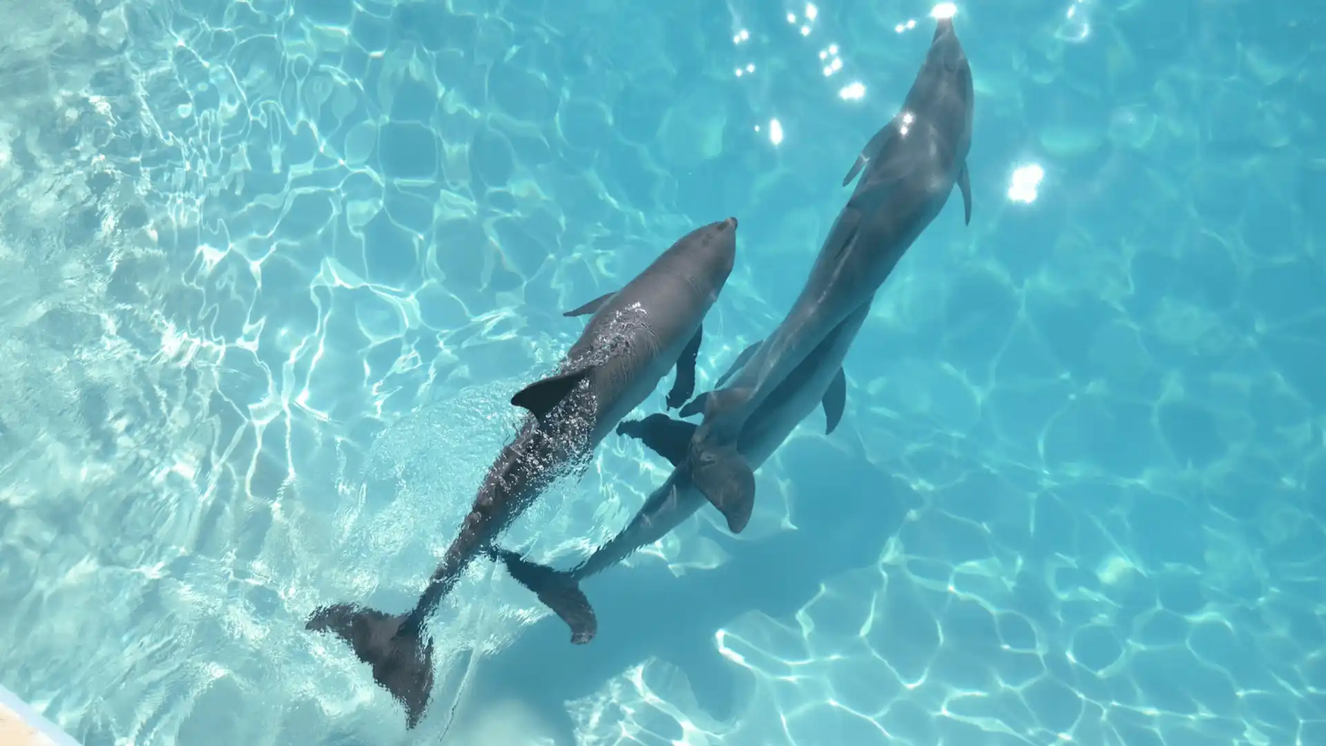 Dolphin watching kayak tour