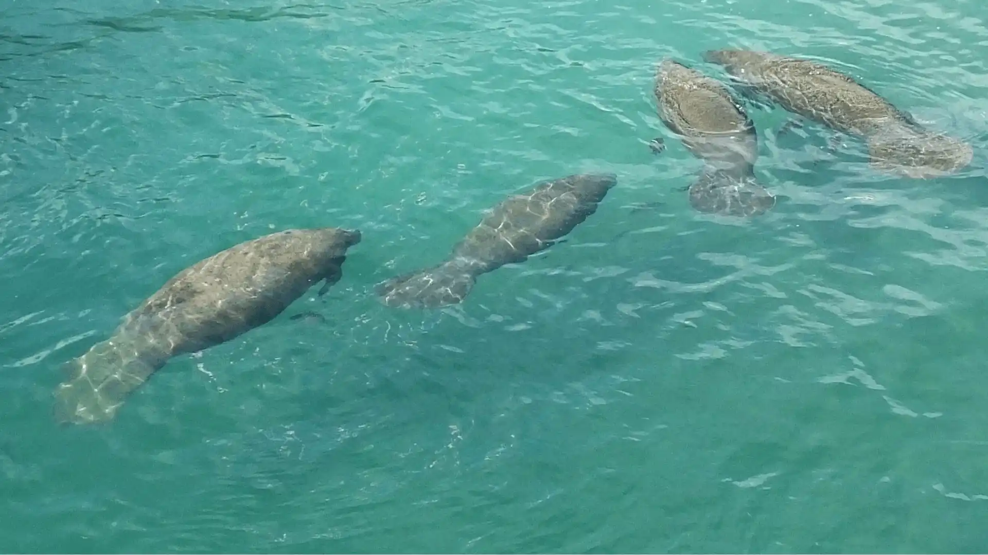 Manatee kayak tour