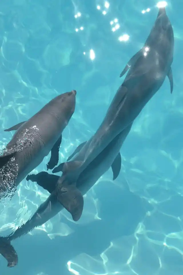 Dolphin watching