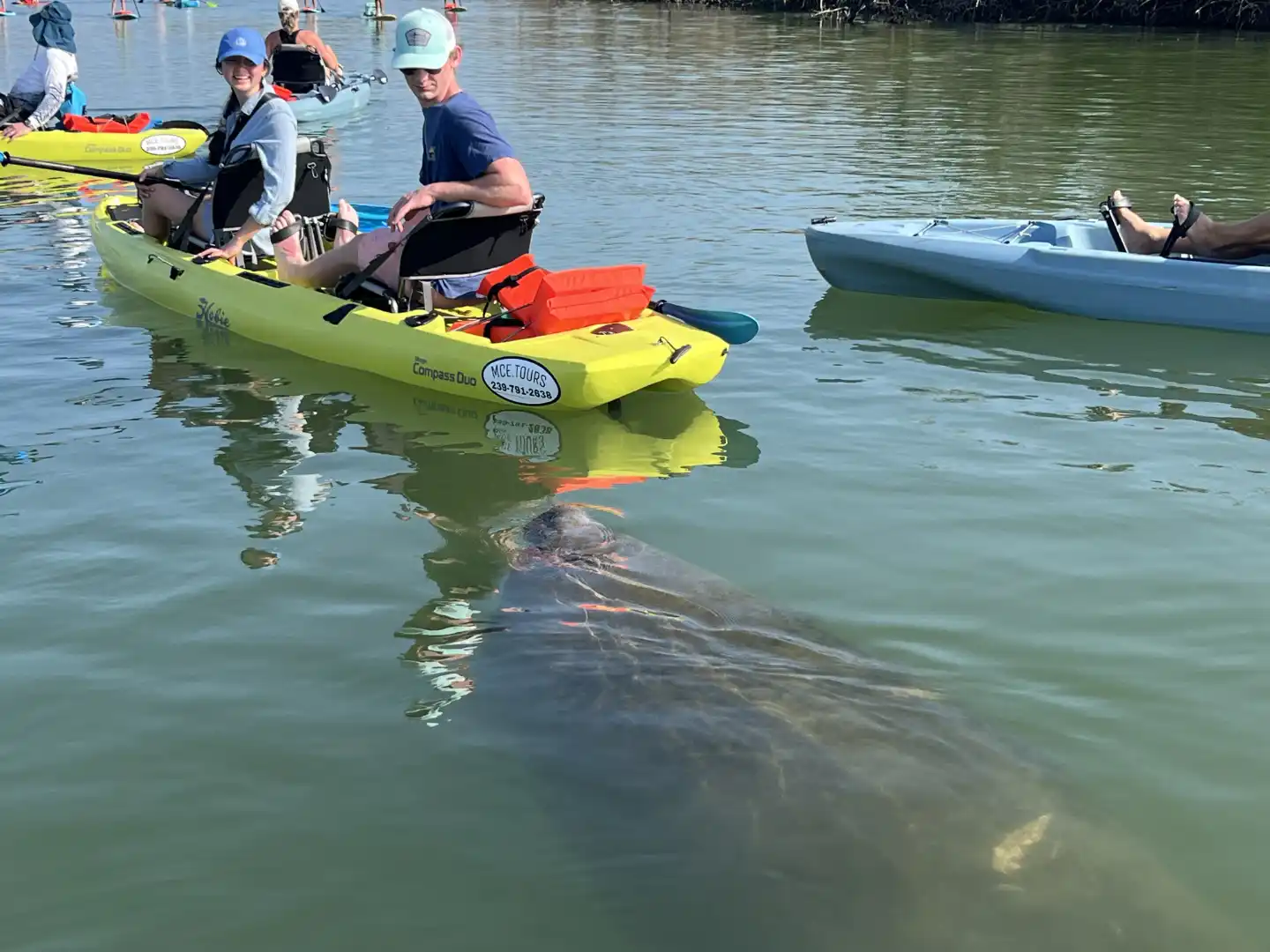 Manatee during guided tour