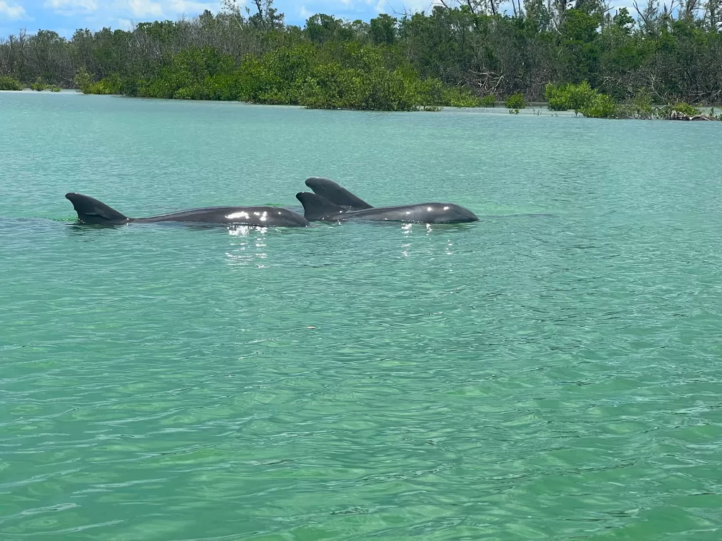 dolphin pod sighted on kayak tour