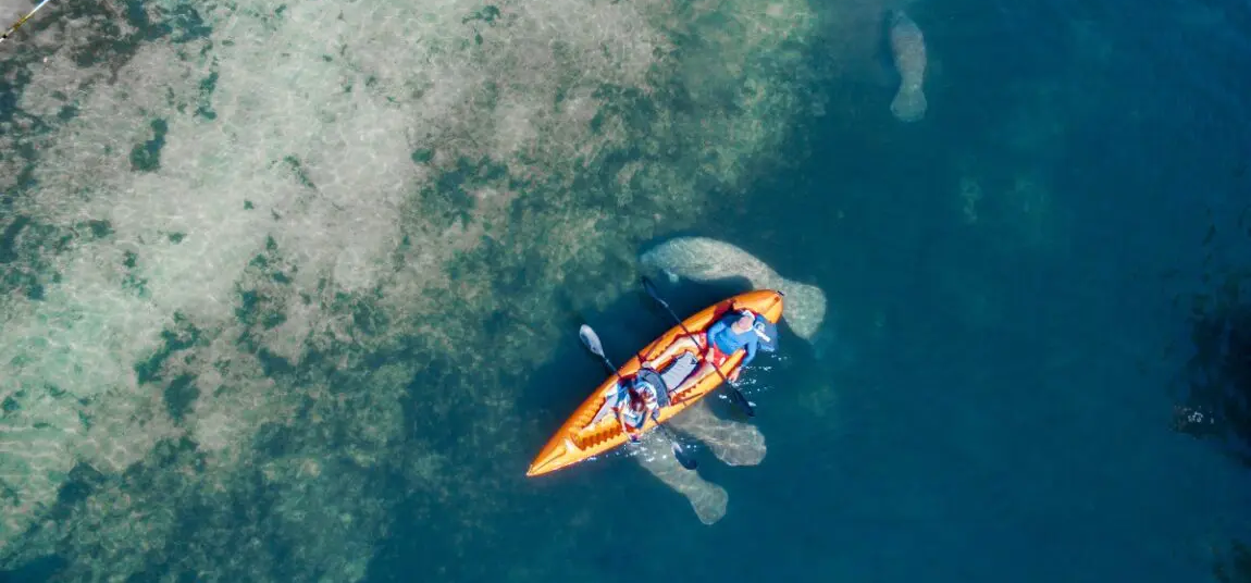 kayaking-with-manatees-in-Florida