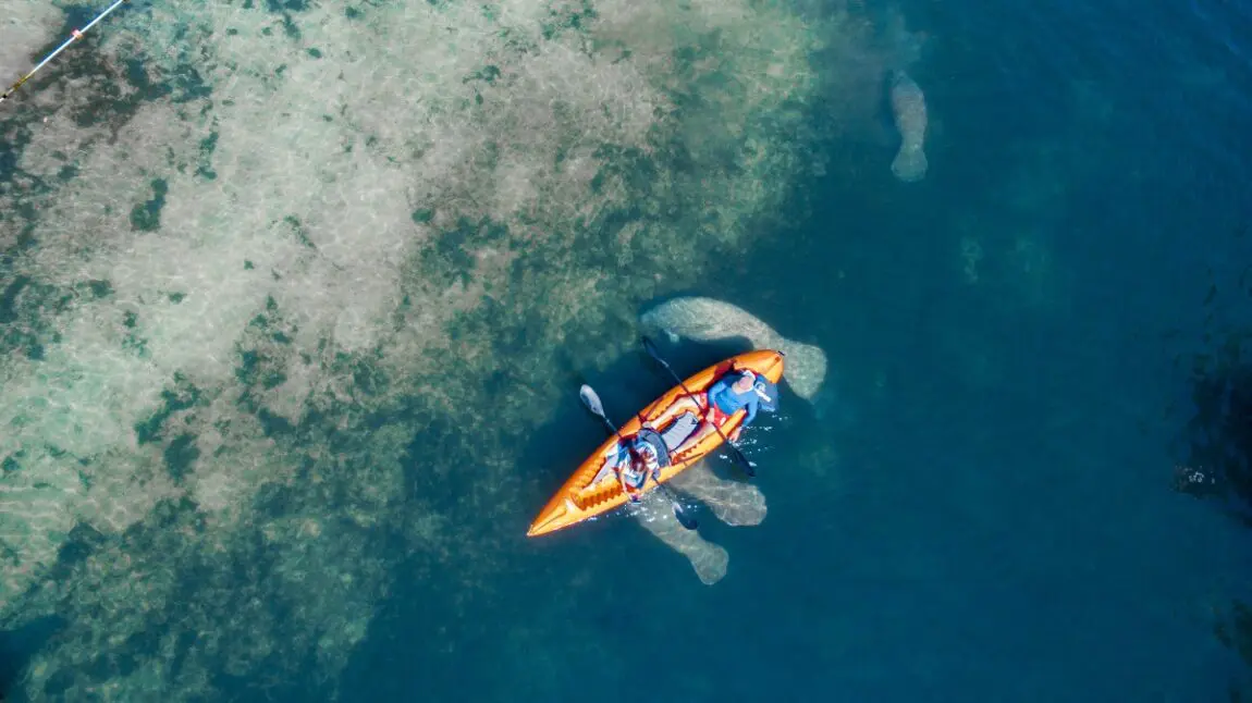 kayaking-with-manatees-in-Florida
