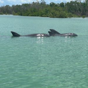 Experience dolphin sightings while wildlife kayaking in Bonita Springs