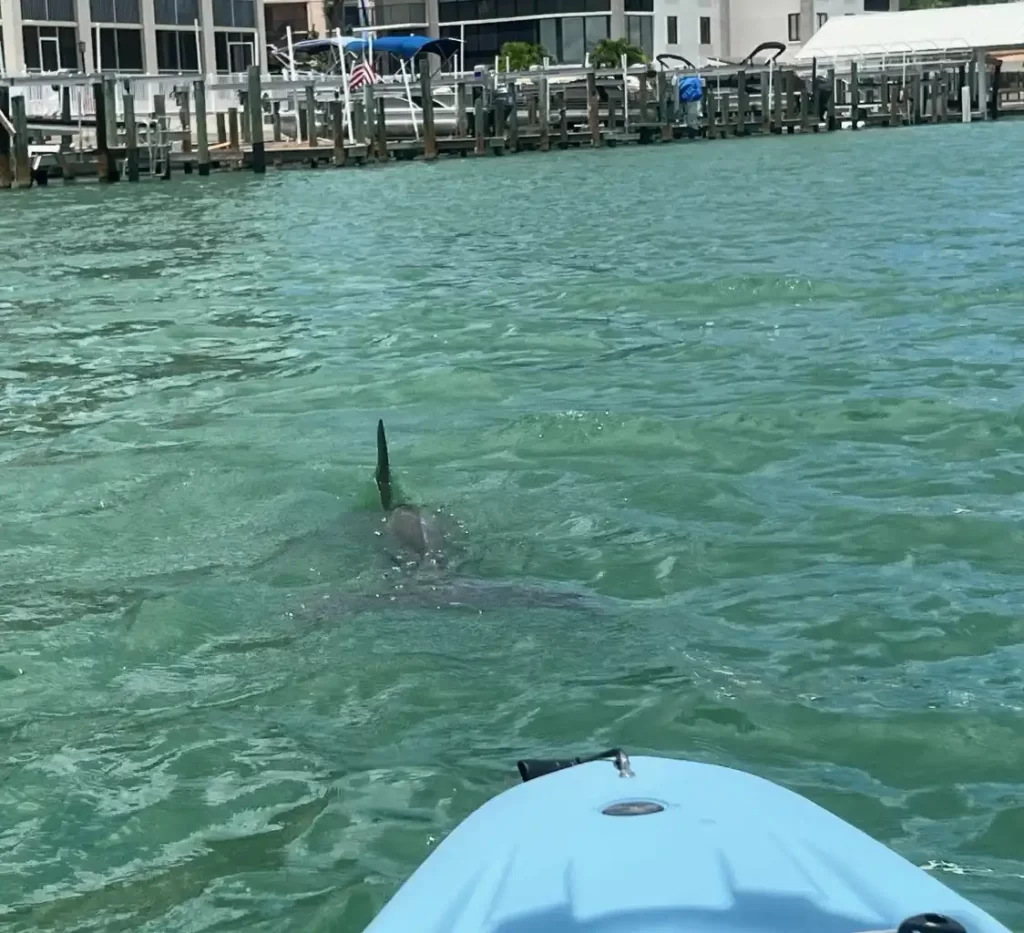 dolphin sighting on bow of Hobie kayak on MCE.TOURS Kayak Tour