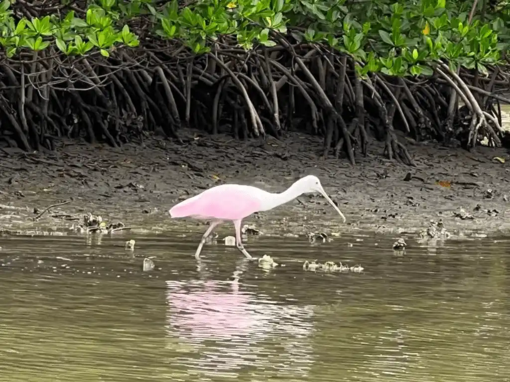 Rossette Spoonbill spotted near mangrove tunnel
