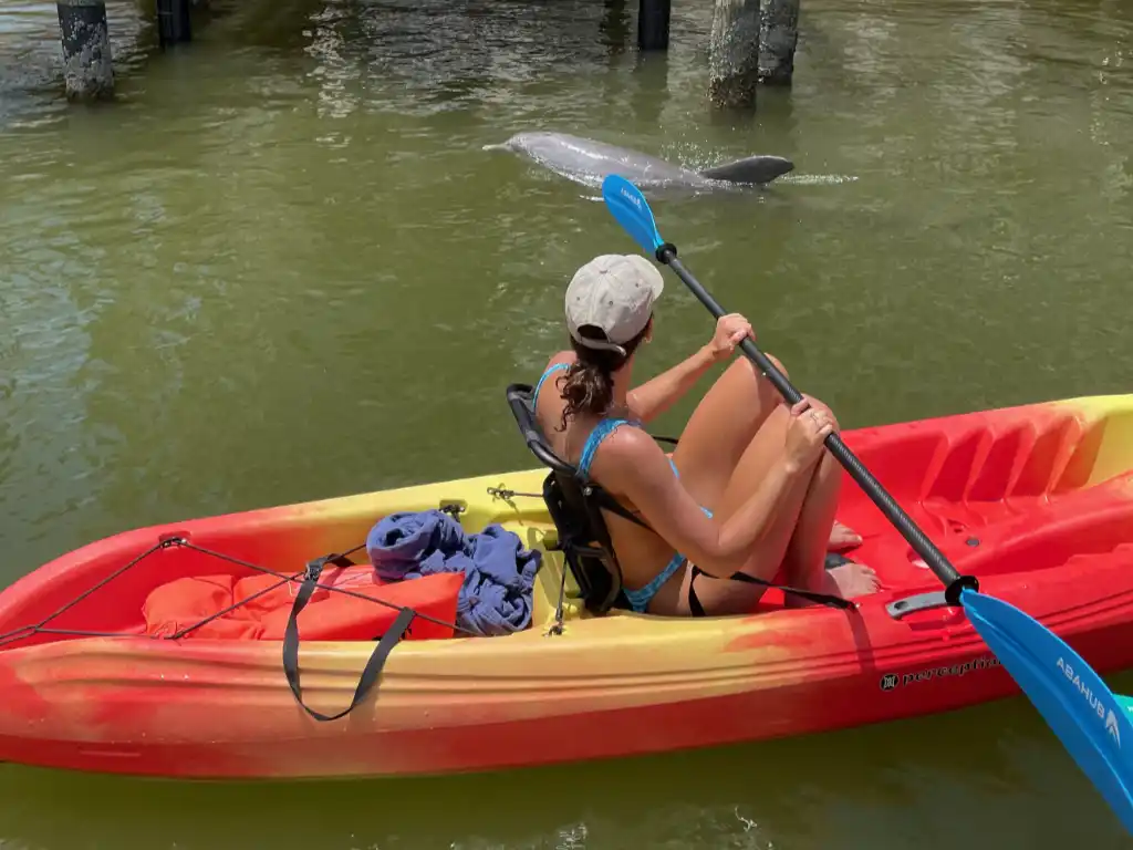 Standard Kayaks and Clear Kayaks with Dolphin Sighting