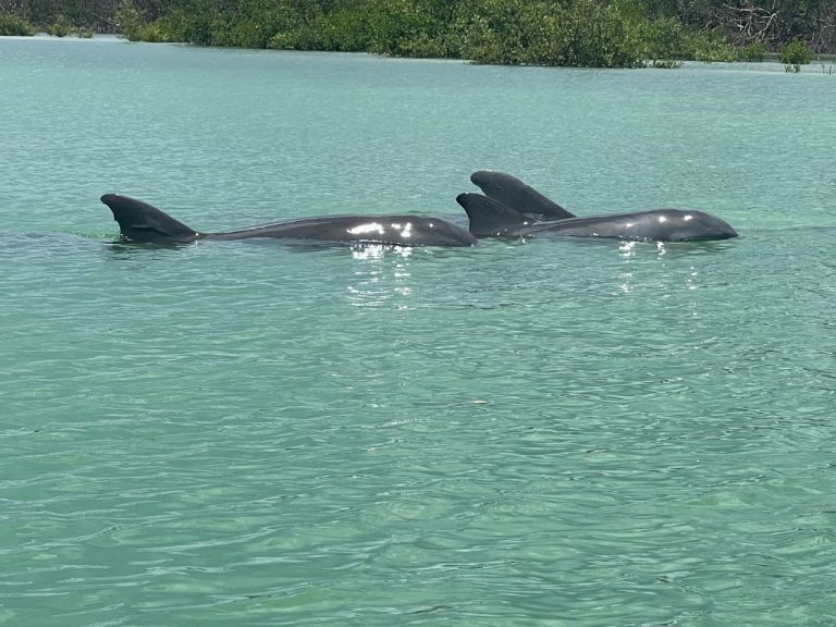 Experience dolphin sightings while wildlife kayaking in Bonita Springs